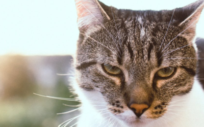 Reaching Out To Ferals