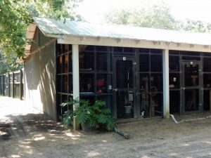 The cattery cat adoption Charleston SC