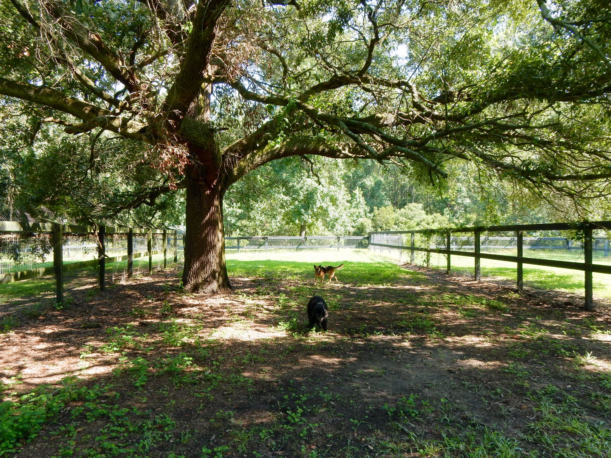Dogs under tree in shelter Hallie Hill