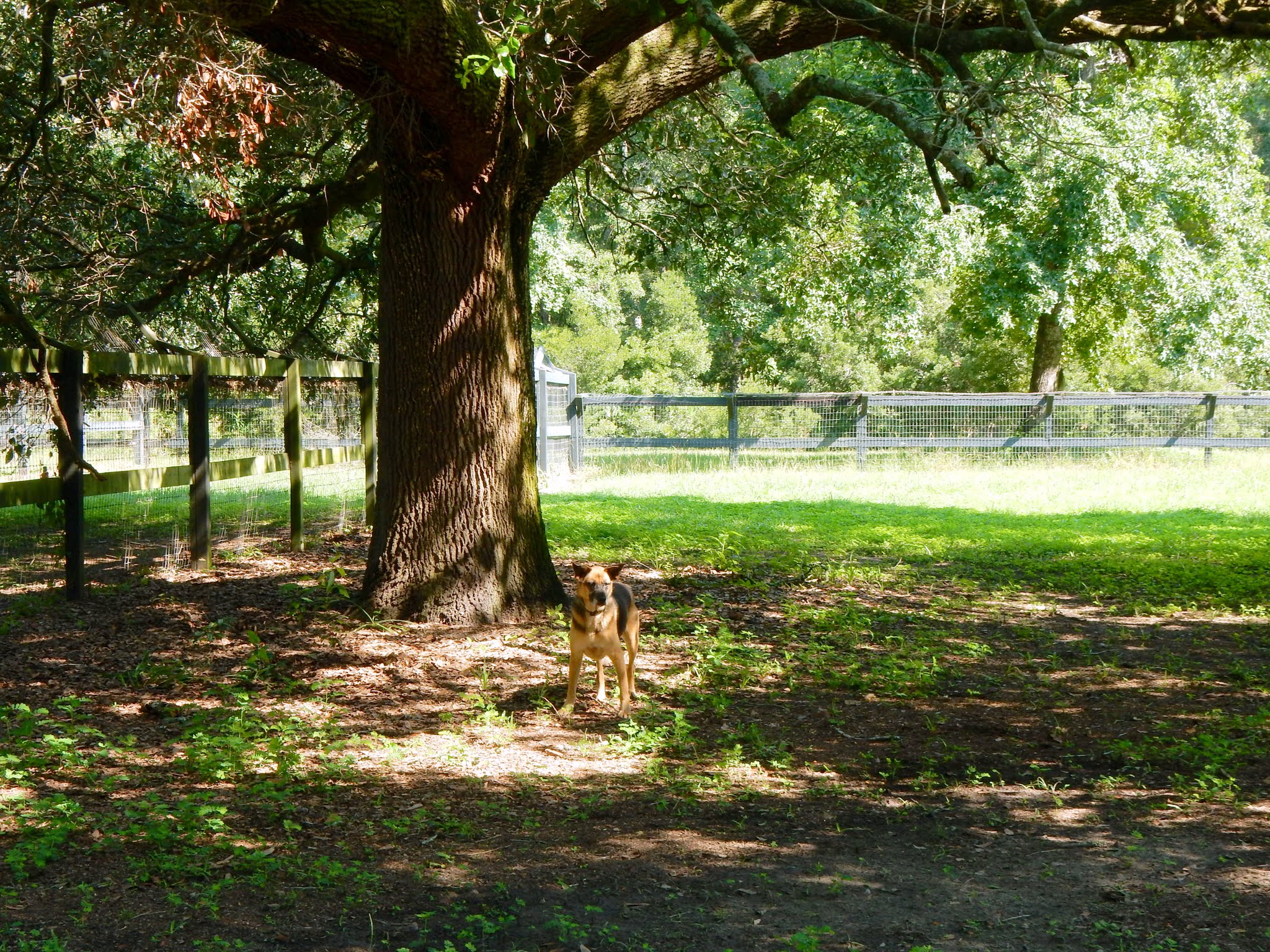 Dog under tree