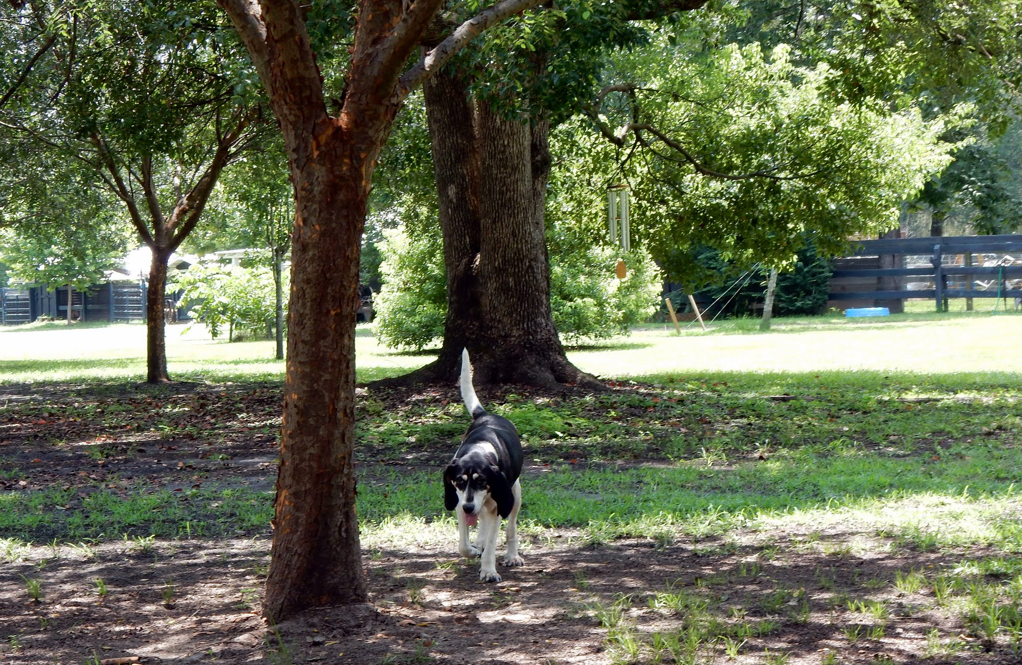 Dog ready for adoption walking on grounds