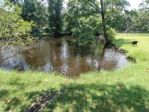 Picture of lake at Hallie Hill Animal Sanctuary Charleston SC