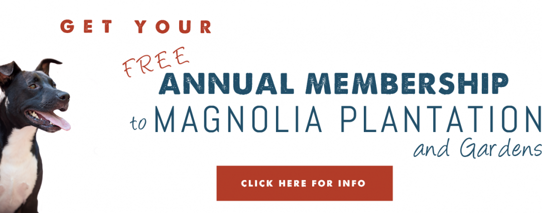 Get a Free Pass to Magnolia Plantation and Gardens