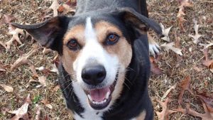 Doggy ready for adoption white nose