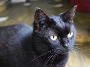 Cat looking at camera