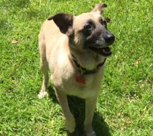 Linda Dog ready for adoption