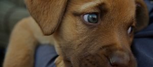 cute puppy ready for adoption