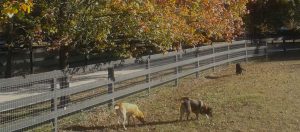 Picture of the grounds in fall