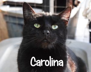 Carolina cat ready for adoption