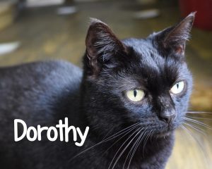 dorothy cat ready for adoption