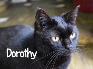 dorothy cat ready for adoption 2