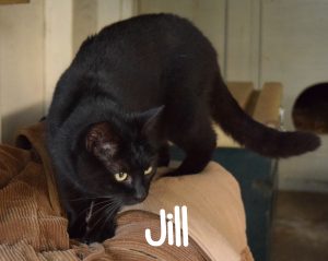Jill cat ready for adoption