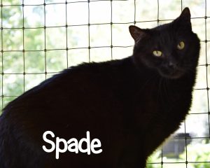 Spade cat ready for adoption