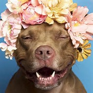 Dog with floral head cover