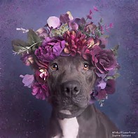 Dog with flowers on head