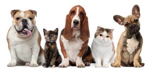 Lineup of cute doggies ready for adoption