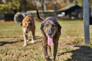 Doggies walking toward camera adoption