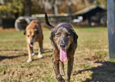 Doggies walking toward camera adoption