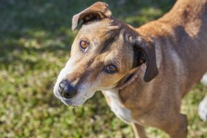 Dog Looking at camera