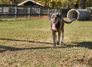 Dog Ready For Adoption Walking in Park