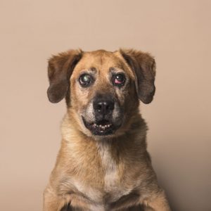 Barney Dog Closeup