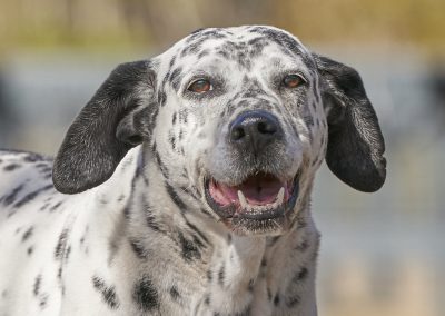 Bud Spotted dog ready for adoption