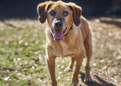 Barney Dog Who Is Ready to Be Adopted