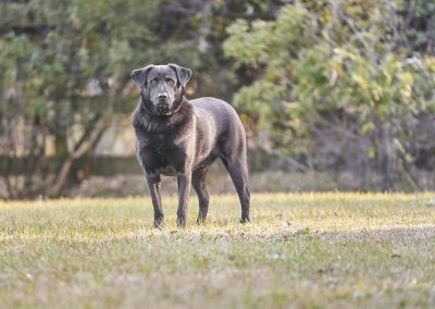 Taylor Dog Standing In Field Near Charleston