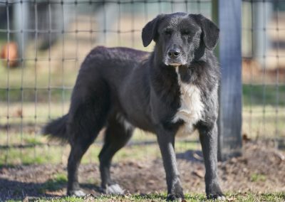 Westie Dog up for adoption Charleston