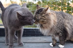 Daphne and Daisy Kissing Cat Photo