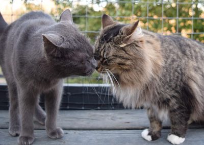 Daphne and Daisy Kissing Cat Photo