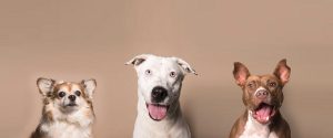 Smiling Dogs Looking at Camera Before Adoption