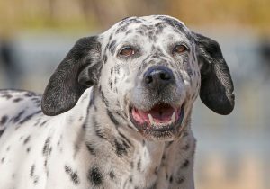 Spotted Large Dog Ready For Adoption