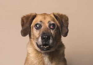 Dog With Big Eyes Ready For Adoption