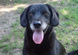 Charlie SMiling Dog Ready For Adoption Charleston SC
