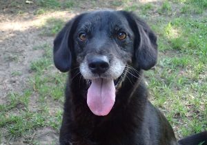 Charlie SMiling Dog Ready For Adoption Charleston SC