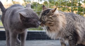 Two Cats Kissing