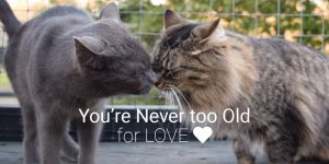 Never Too Old For Love Cats For Adoption