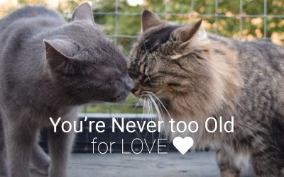 You’re Never too Old for Love