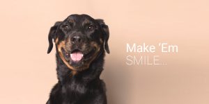 Smiling Dog Ready For Adoption