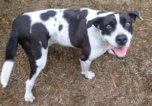 Harriet Spotted Dog Up For Adoption Near Charleston SC