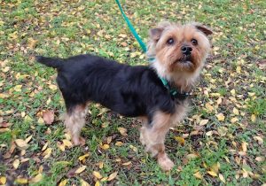 Kaylee on Leash Before Adoption