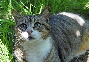Kitty Cat Staring At Camera