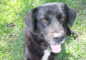 Queenie Dog For Adoption