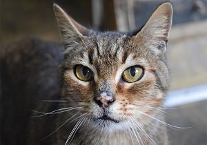 Focused Cat Ready For Adoption