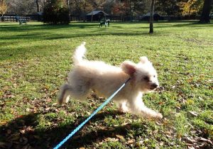 Sparky Dog Adoption Running
