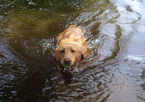 Tuck Dog Swimming