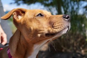 Happy Dog Pondering Life and Love