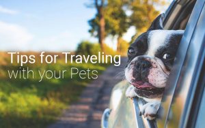 Happy Dog Hanging From Car Window