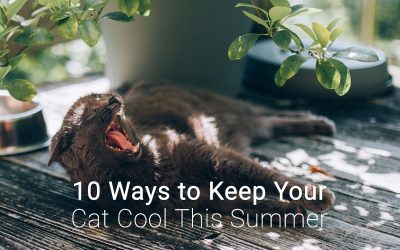 10 Ways to Keep Your Cat Cool This Summer